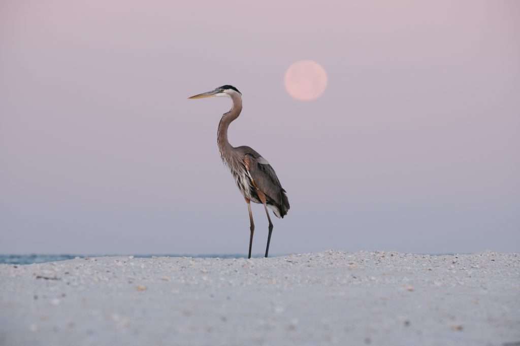 sync moon 2 1024x682 2023 04