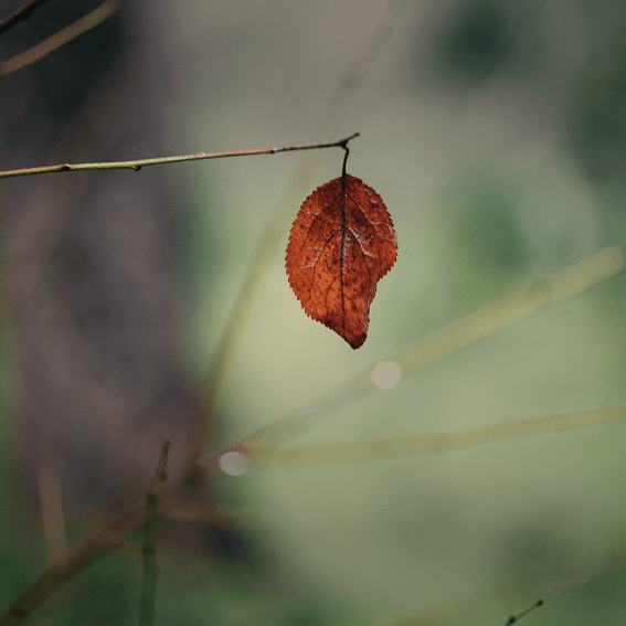 Let Go To Grow