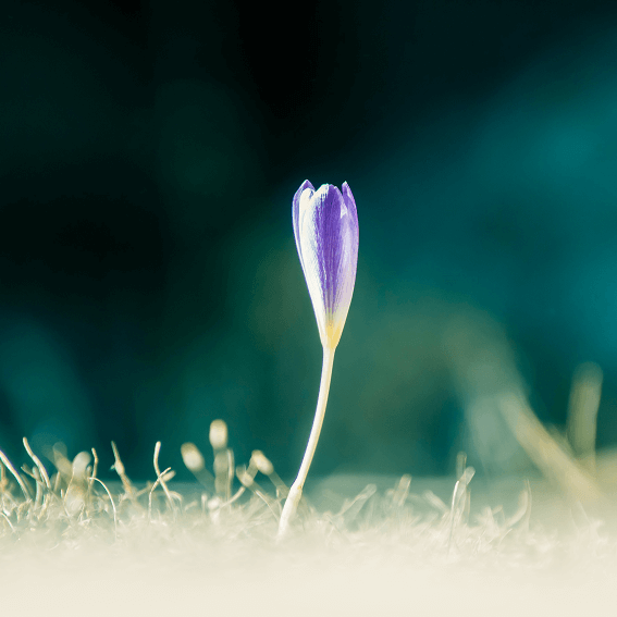 The Power of Renewal
